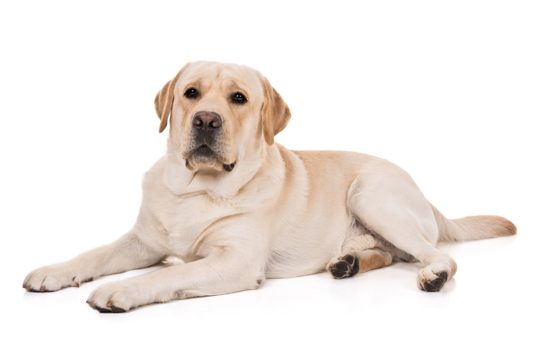 Labrador retriever
